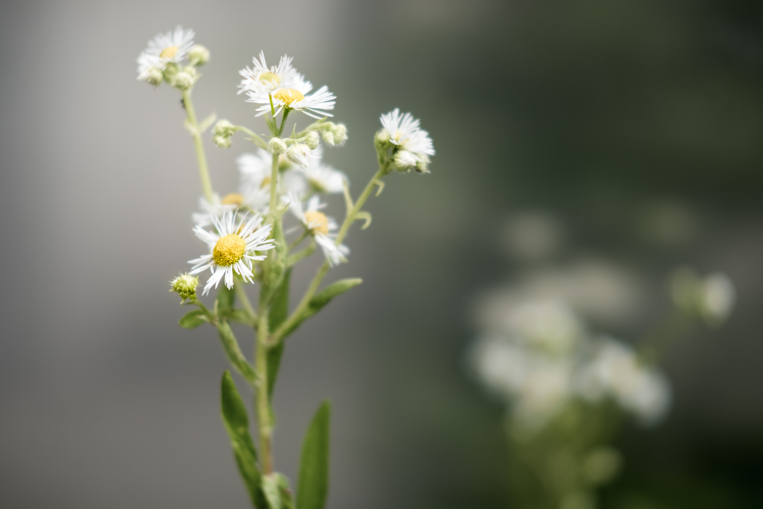 Mitwochsblümchen