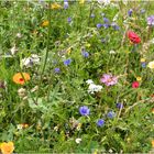 Mitwochsblümchen - Der Sommer ist zurück