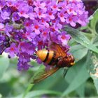 Mitwochsblümchen mit Besucher