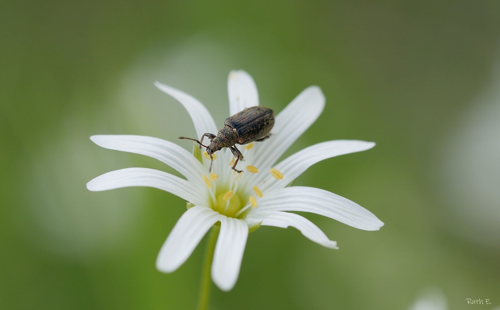 Mitwochsblümchen mit Besucher