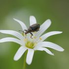 Mitwochsblümchen mit Besucher