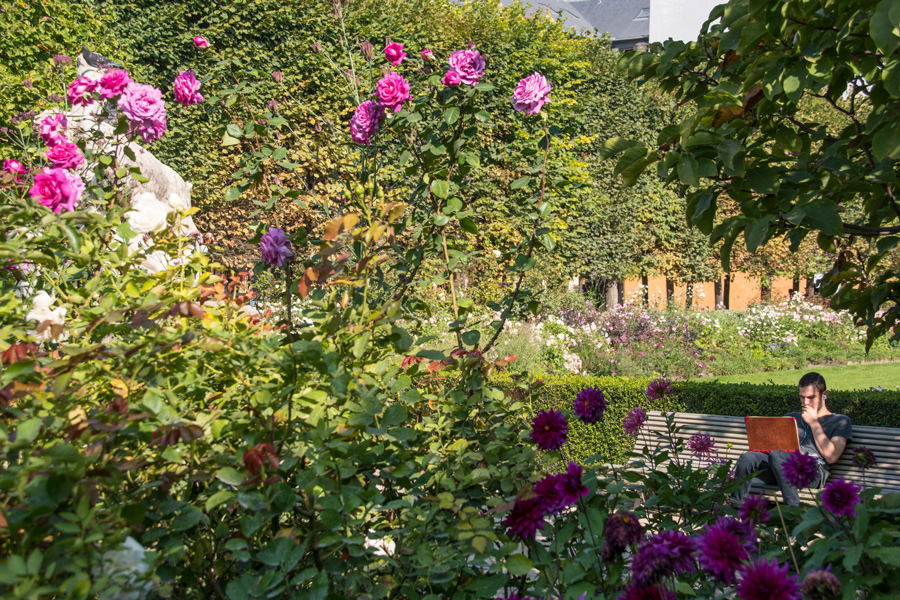 Mitwochsblumen aus Paris