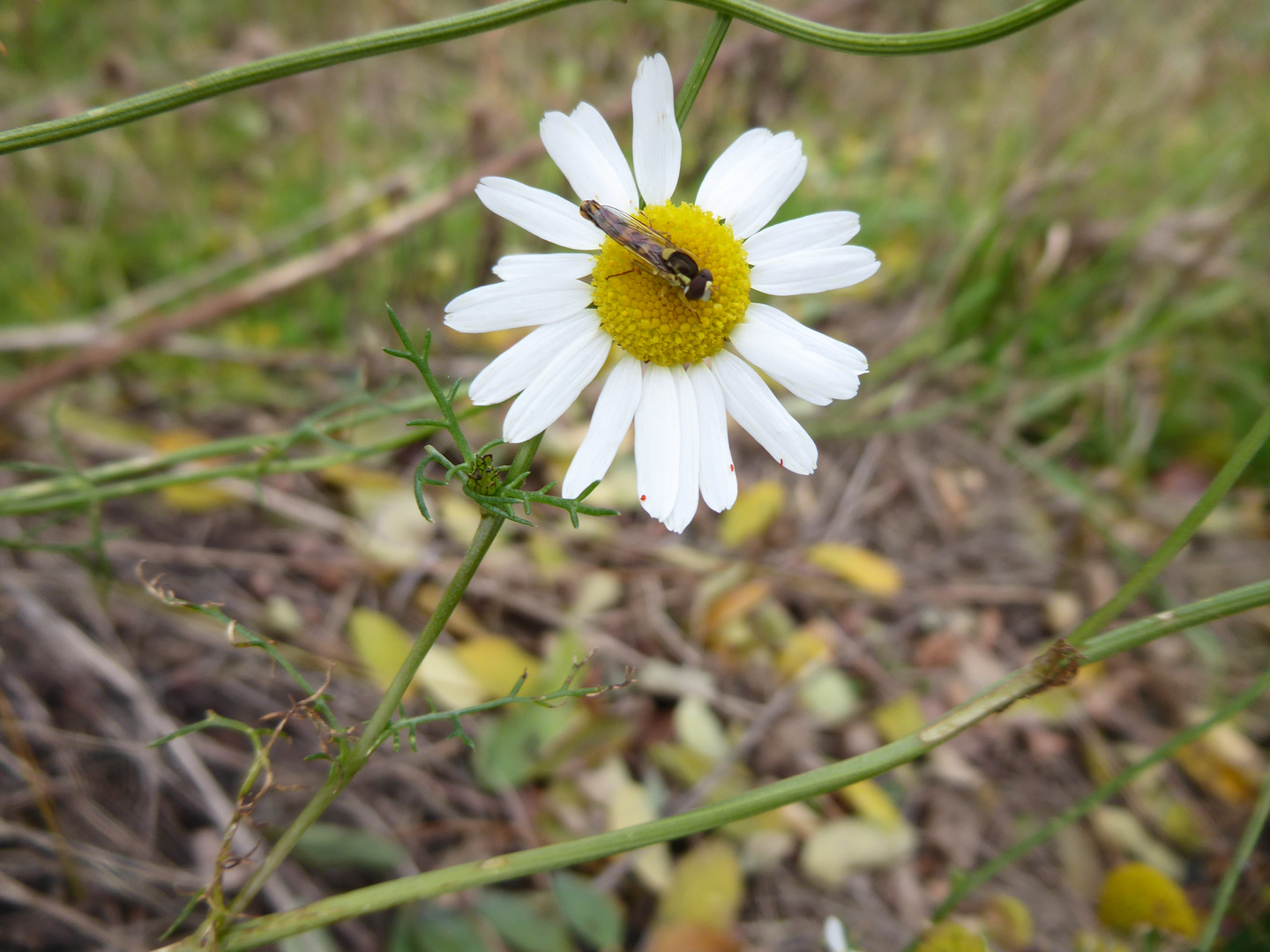 Mitwochskamille mit Schwebefliege