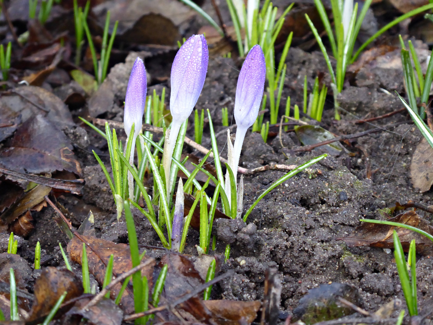 Mitwwochsblümchen am frühen Morgen