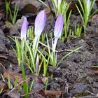 Mitwwochsblümchen am frühen Morgen