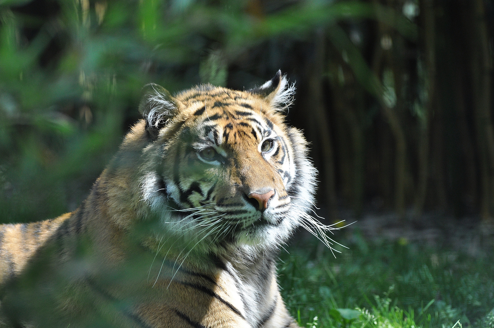 Mitzekatze im Heidelberger Zoo