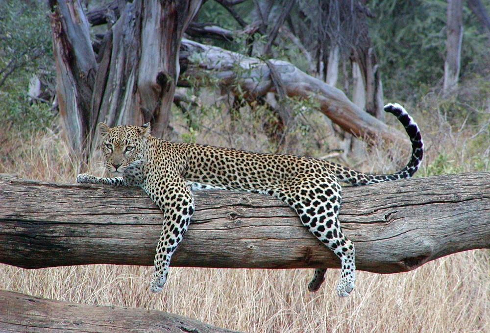 Mitzekatze – Samburu – Kenya