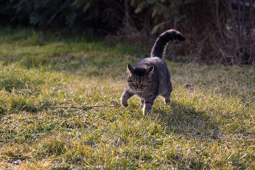 Mitzi im Gras