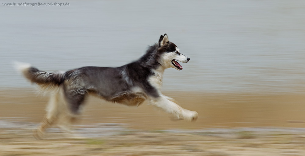 Mitzieher Siberian Husky