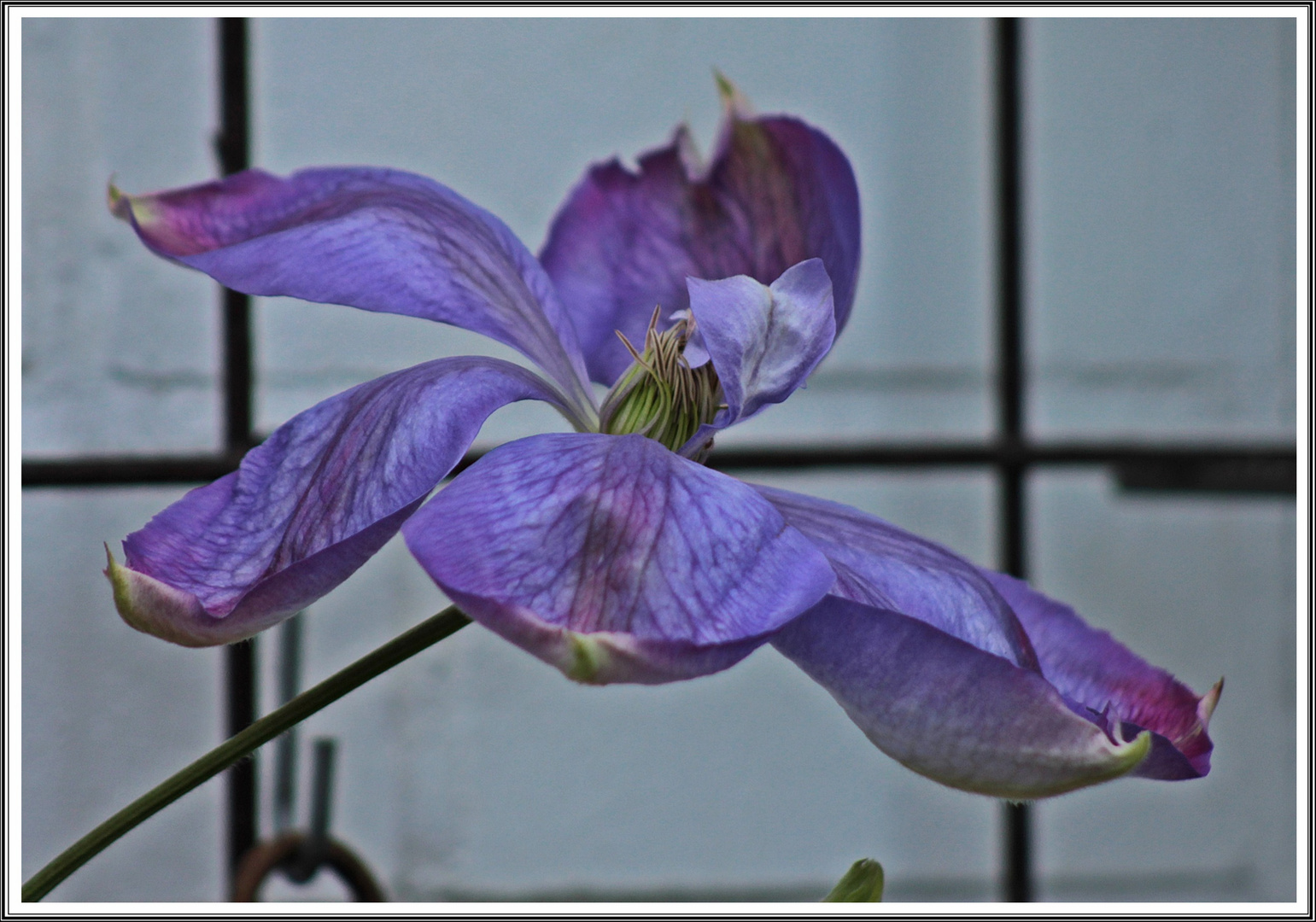 MIWO Blümchen - Clematis