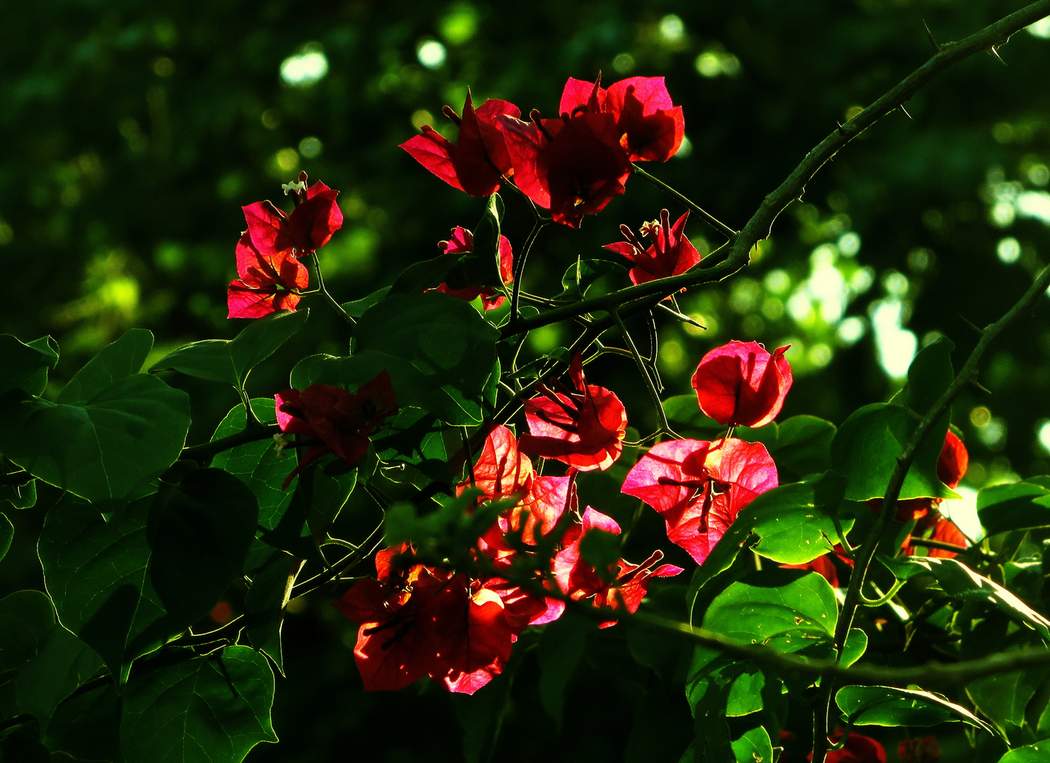 MiWo-Blümchen in speziellem Licht II