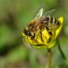 Miwo-Blümchen mit Bienchen