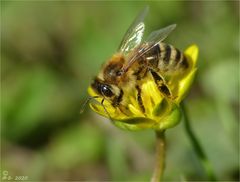 Miwo-Blümchen mit Bienchen