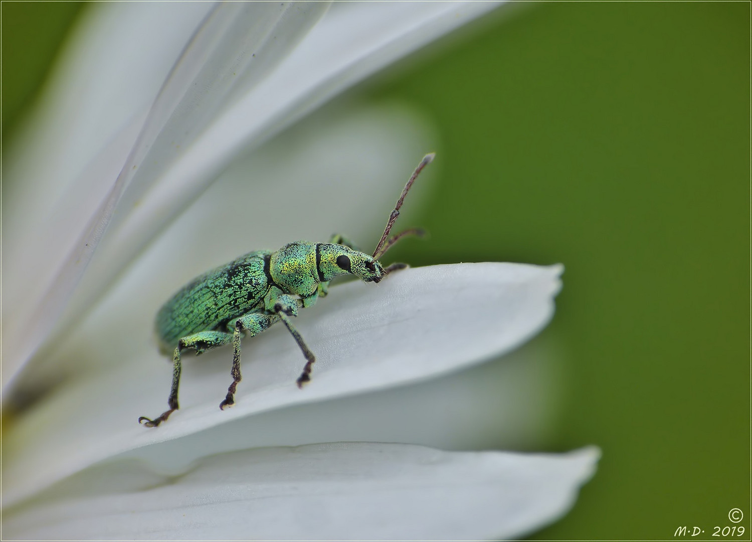 Miwo-Blümchen mit Grünrüssler.