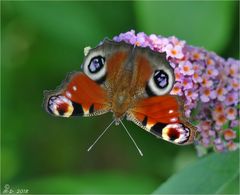 Miwo-Blümchen mit Tagpfauenauge