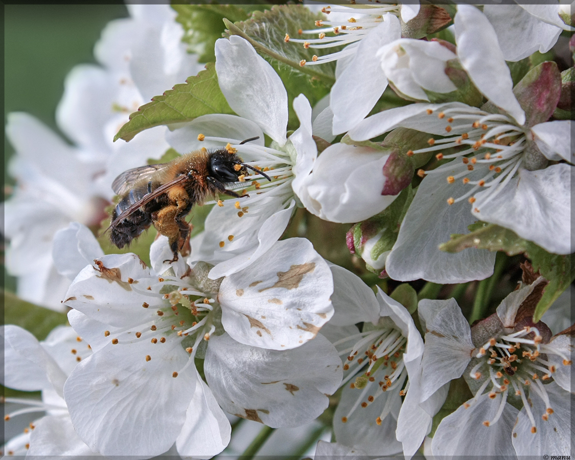 Miwo Kirschblüten