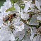 Miwo Kirschblüten