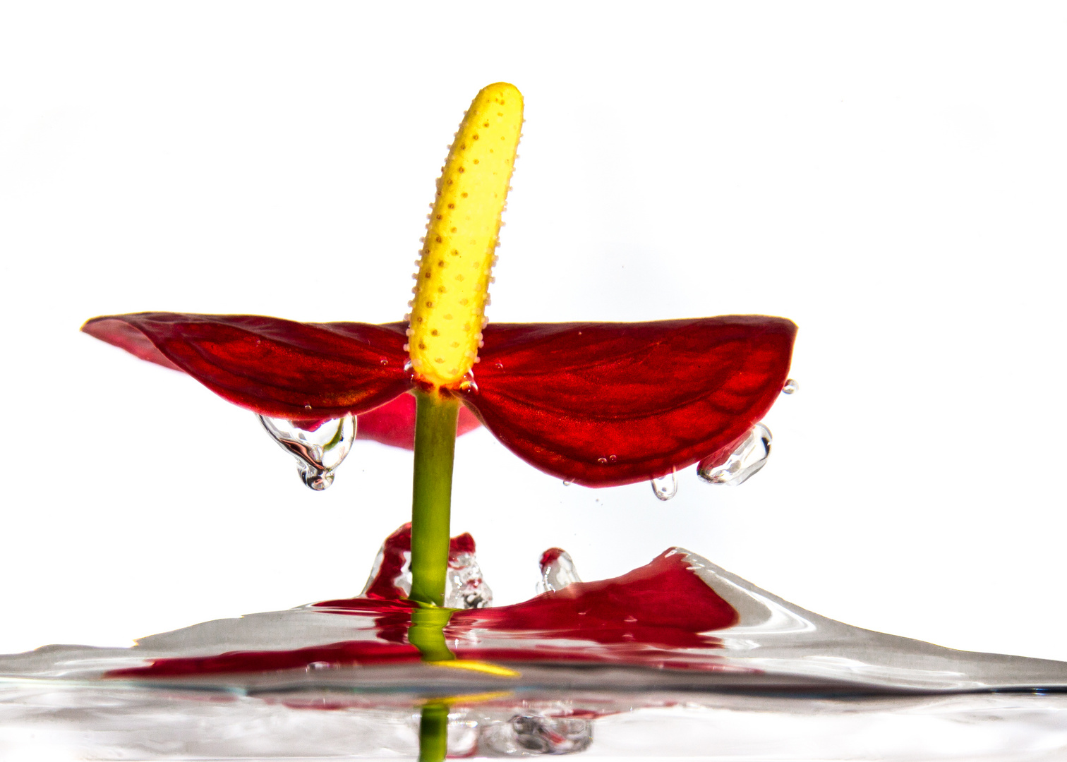 MiWo Splash Foto & Bild experimente, pflanzen, pilze & flechten