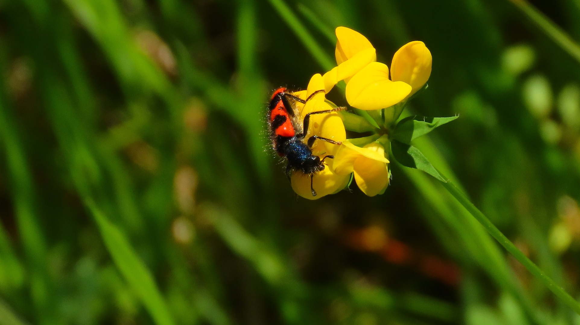 MIWOBL mit Bienenkäfer