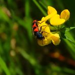 MIWOBL mit Bienenkäfer