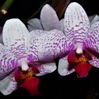 MIWOBL Orchideen