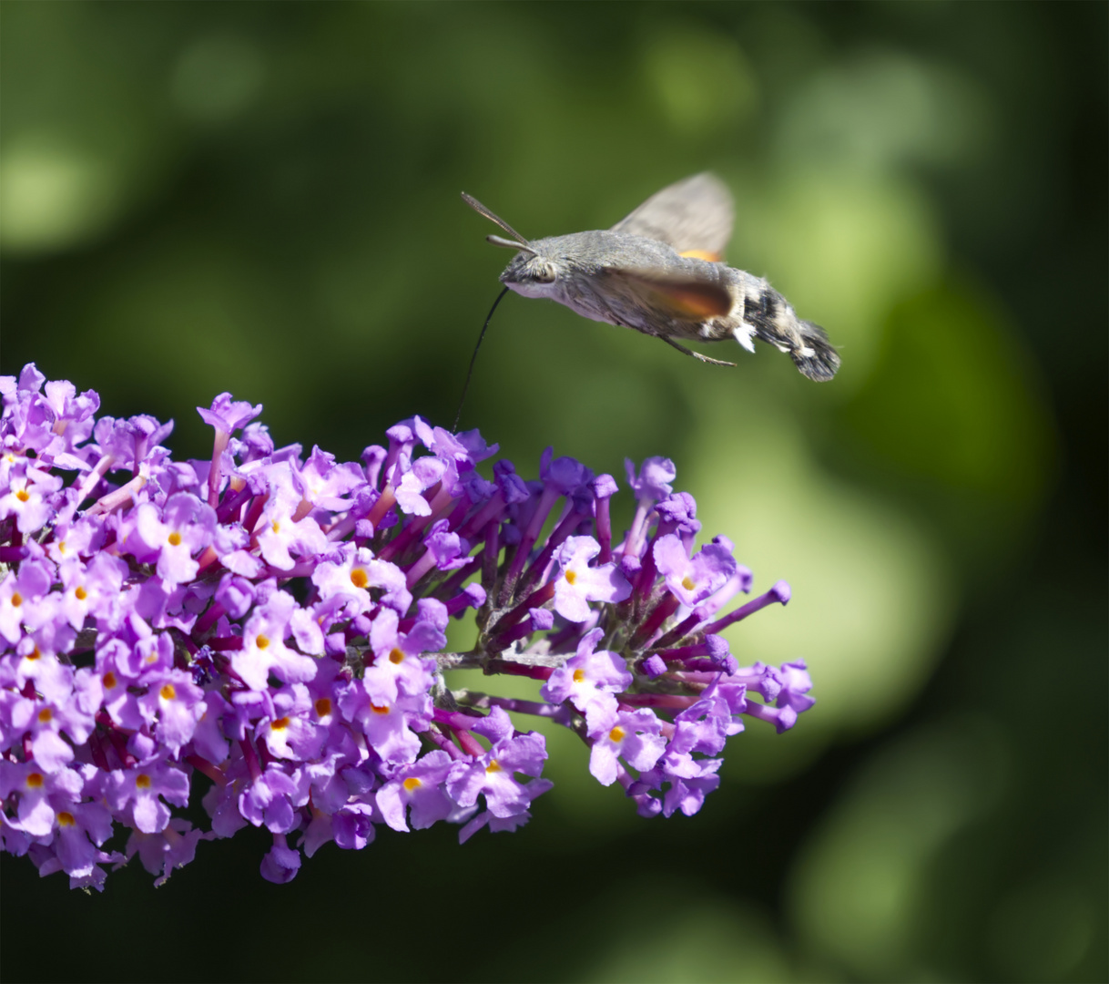 MiwoBLÜ 01.11.2023 Taubenschwänzchen auf Sommerflieder