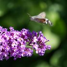 MiwoBLÜ 01.11.2023 Taubenschwänzchen auf Sommerflieder