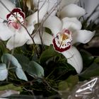 MIWOBLÜ 14.02.2024 Eine Strauß mit Orchideen 