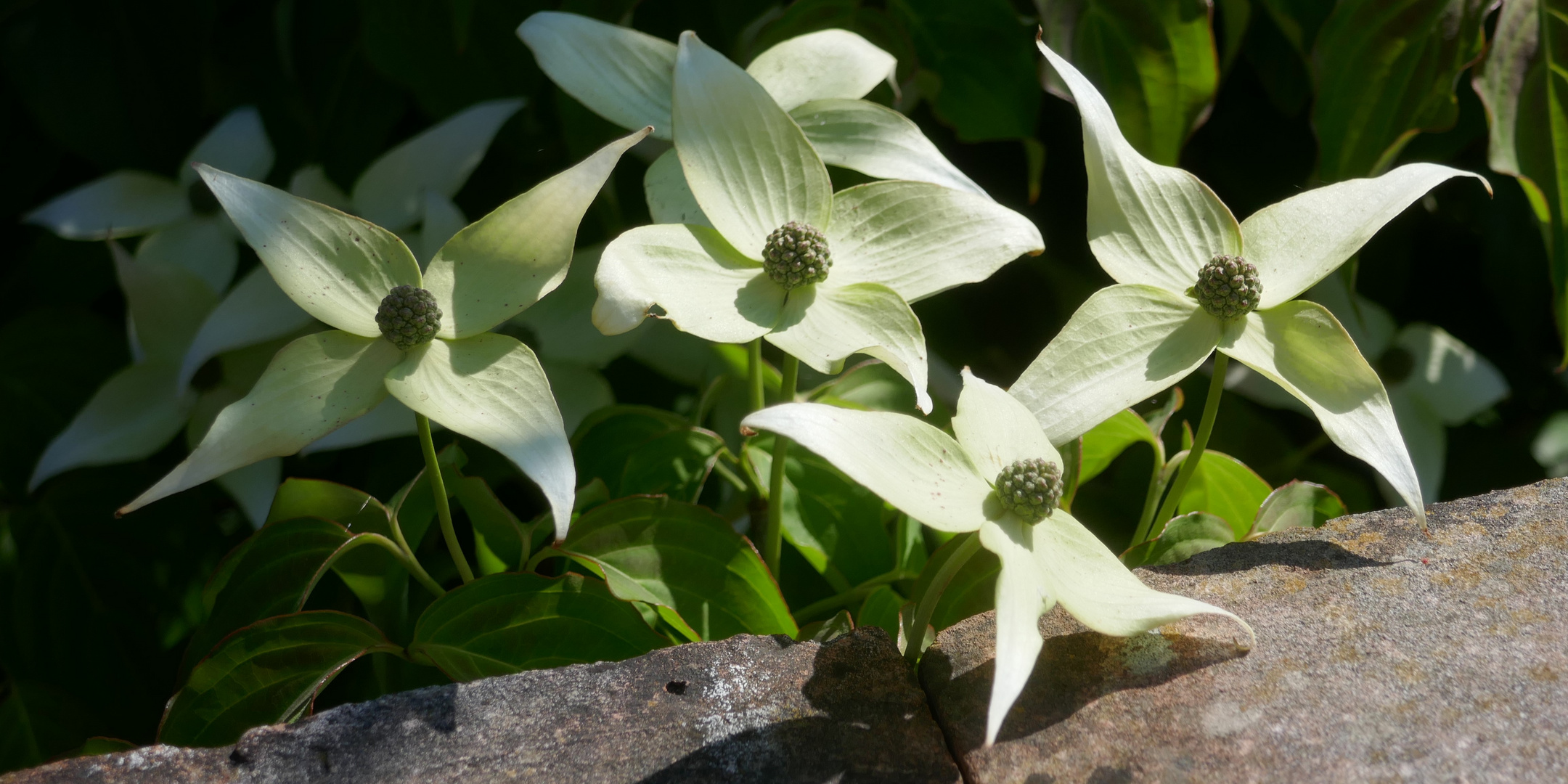 MiwoBlü 193: Asiatischer Blüten-Hartriegel