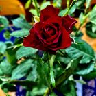 MIWOBLÜ 24.02.2021 Leuchtende rote Rose 