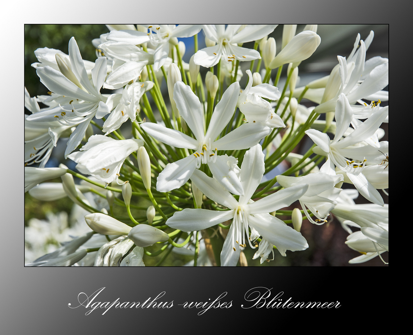 MiWoBlü - Agapanthus - Schmucklilien in . . .