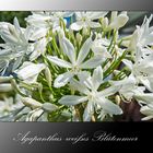 MiWoBlü - Agapanthus - Schmucklilien in . . .