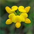 MiWoBlü - Archivfunde (2) - Der Hornklee (Lotus corniculatus) ist . . .