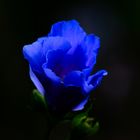 MIWOBLÜ, Blauer Hibiscus, (Hibiscus syriacus)