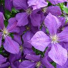 MiWoBlü: Clematis