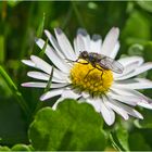 MiWoBlü - Das Gänseblümchen (Bellis perennis) blüht . . .