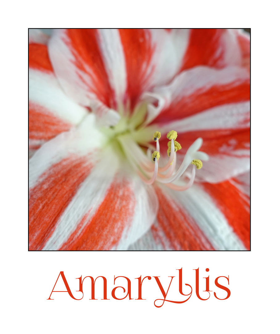 MiWoBlü - Die Amaryllis ist in der Advents- und Weihnachtszeit . . . 