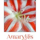 MiWoBlü - Die Amaryllis ist in der Advents- und Weihnachtszeit . . . 