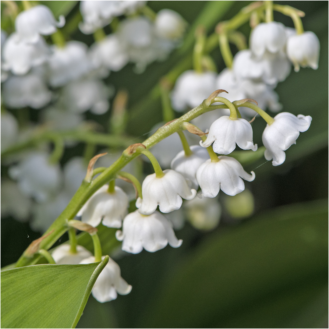 MiWoBlü - Die Maiglöckchen (Convallaria majalis) blühen . . .