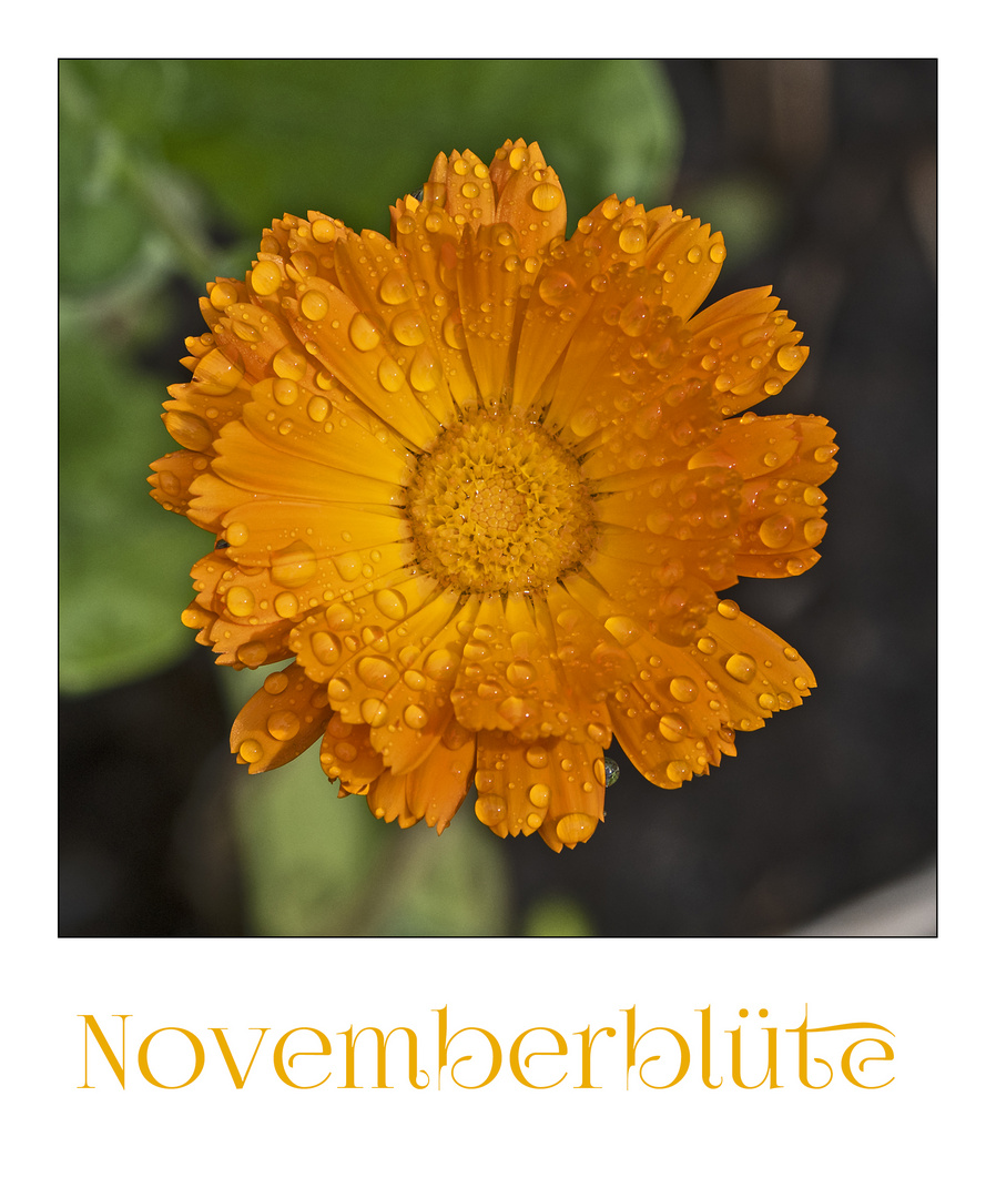 MiWoBlü - Die "Novemberblüte" der Ringelblume. . .