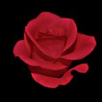 MIWOBLÜ, Die Rose, the rose, la rosa