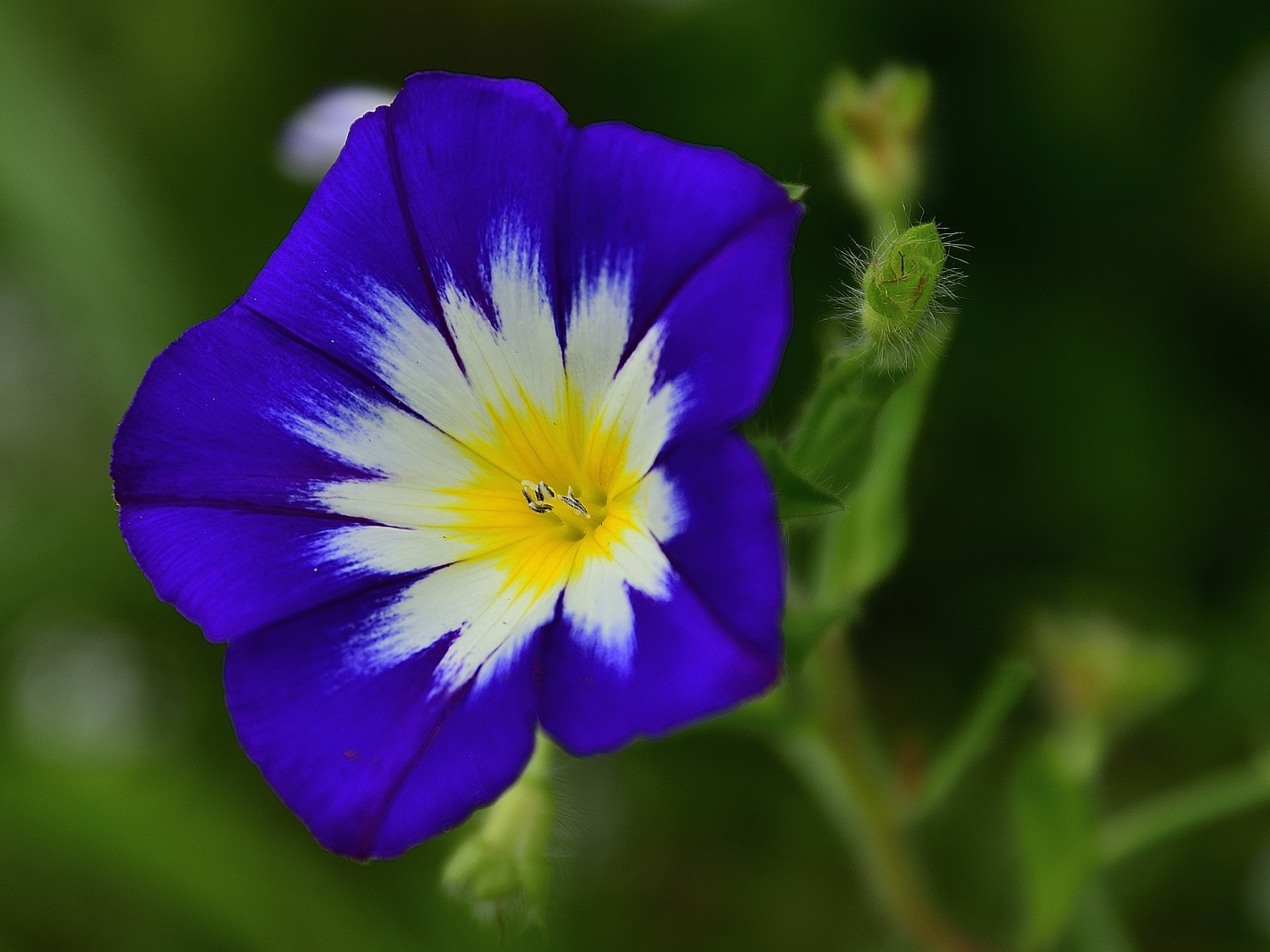 MIWOBLÜ, Dreifarbige Winde, (Convolvulus tricolor), Dwarf morning glory, Convolvulus tricolor