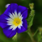 MIWOBLÜ, Dreifarbige Winde, (Convolvulus tricolor), Dwarf morning glory, Convolvulus tricolor