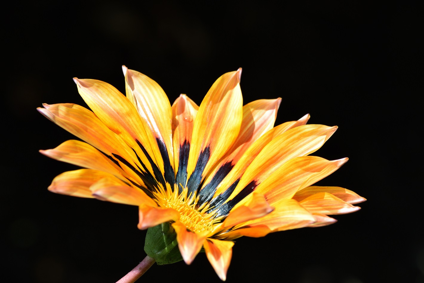 Miwoblü,  Gazanie (Gazania), Gazania