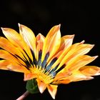 Miwoblü,  Gazanie (Gazania), Gazania