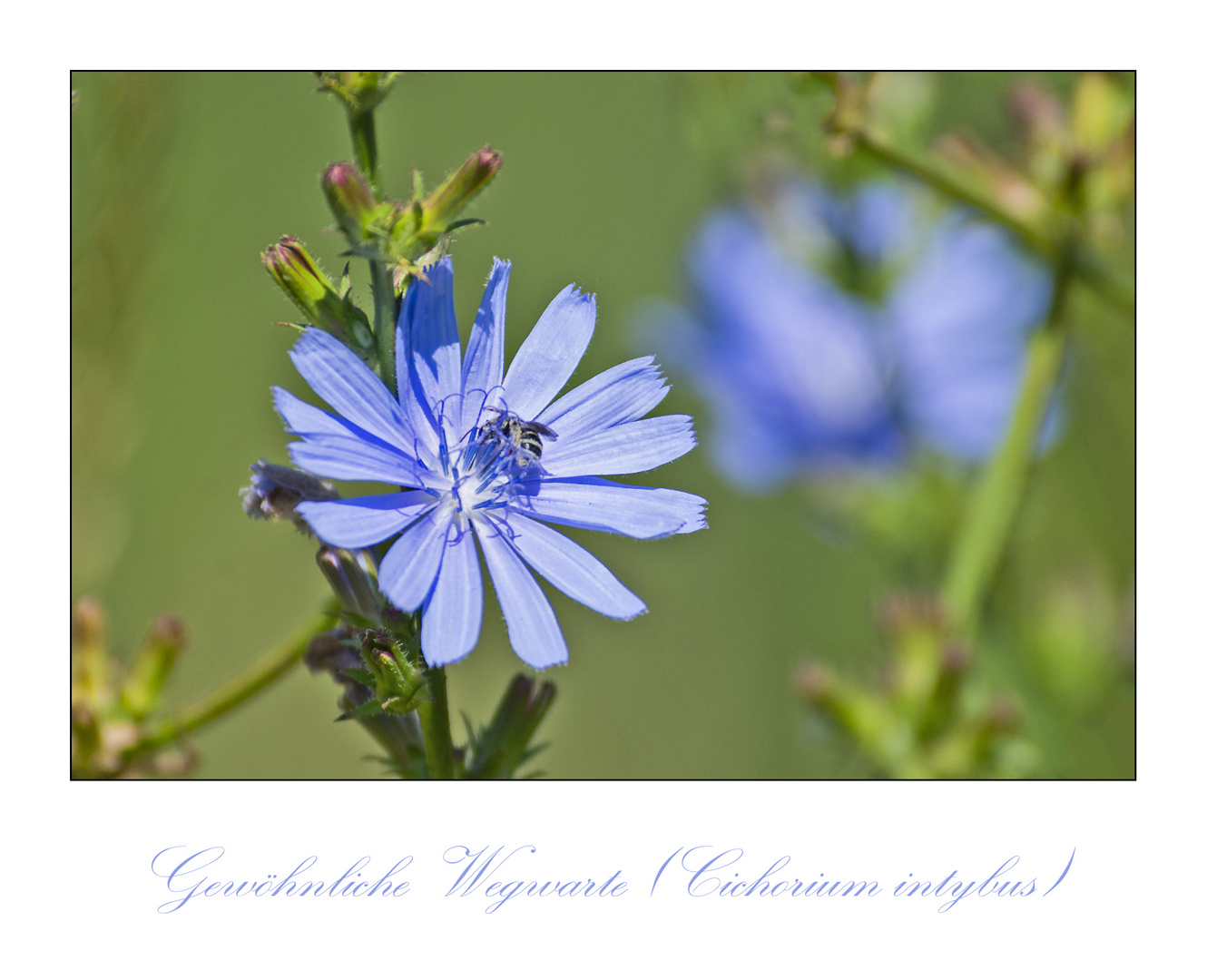 MiWoBlü - Gewöhnliche Wegwarte (Cichorium intybus) . . . 