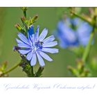 MiWoBlü - Gewöhnliche Wegwarte (Cichorium intybus) . . . 