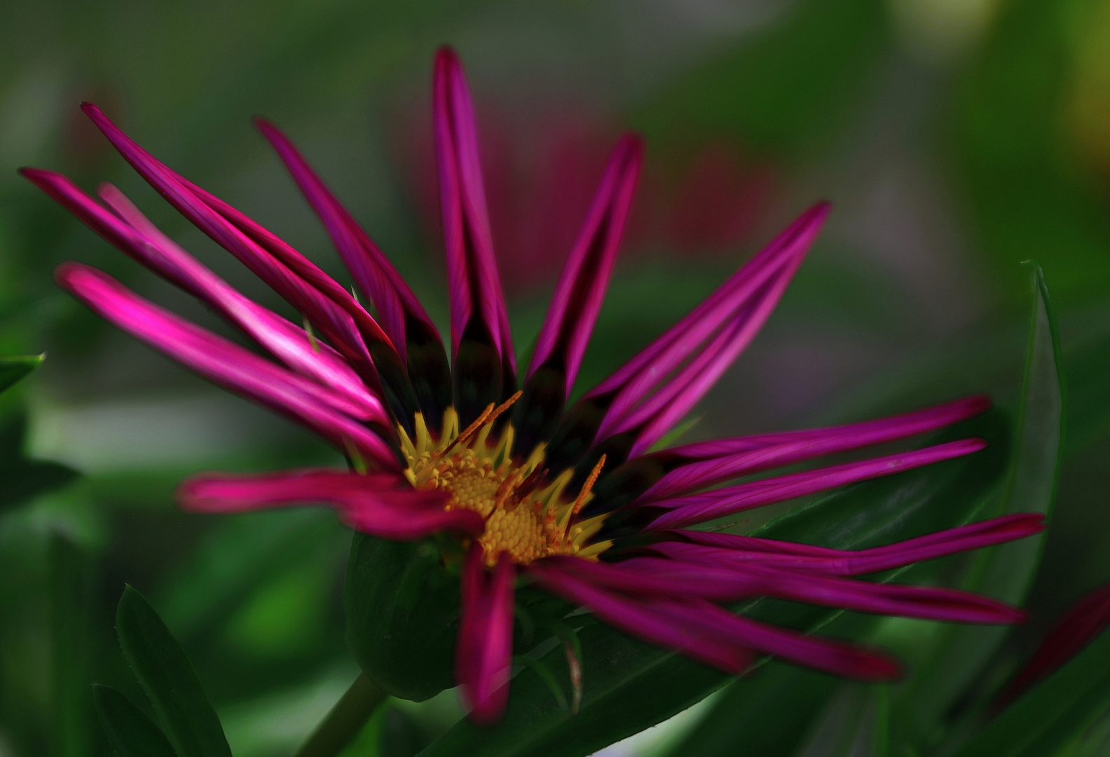 MIWOBLÜ, Halbstrauchgazanie, (Gazania)