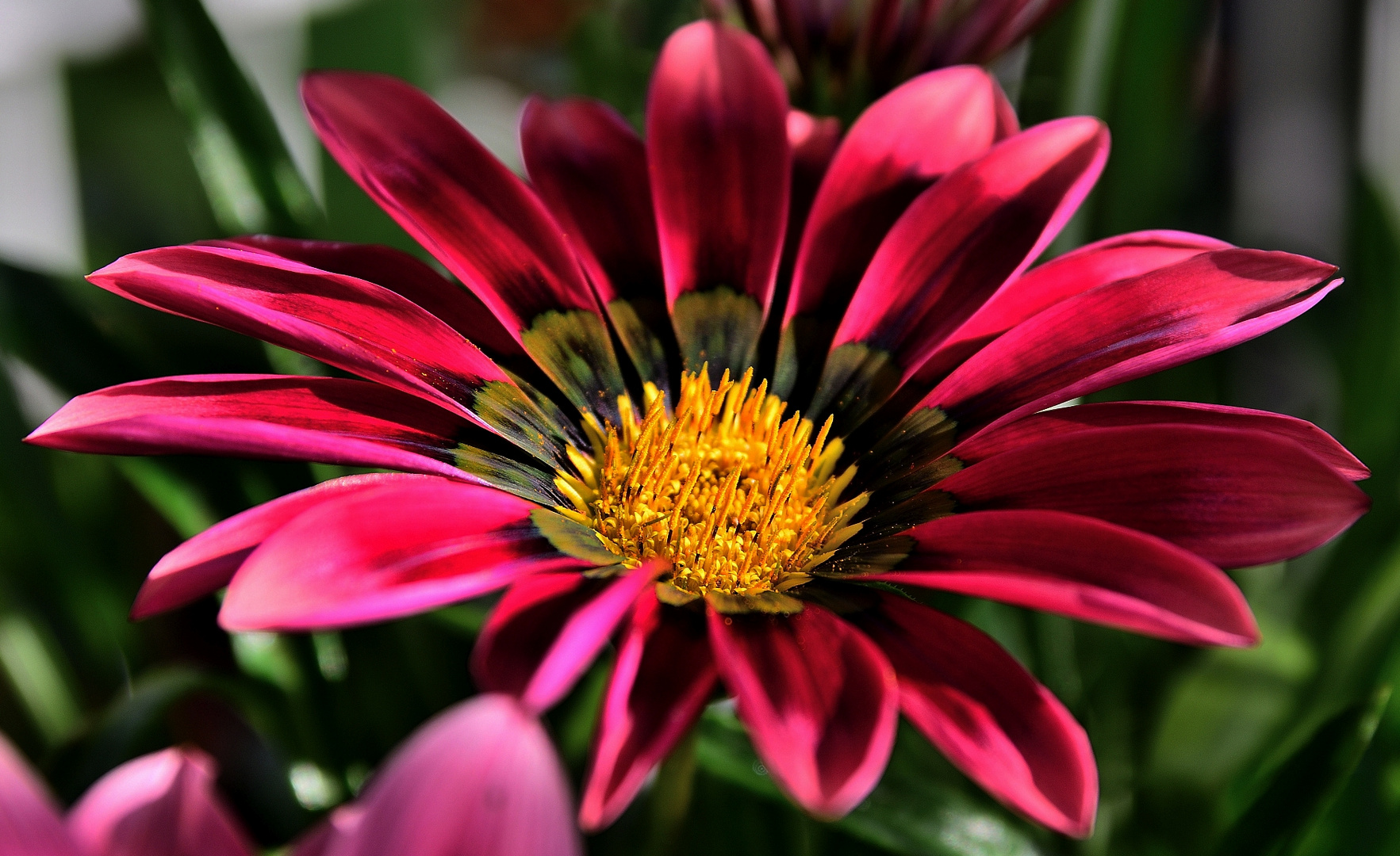 MIWOBLÜ, Halbstrauchgazanie, (Gazania)