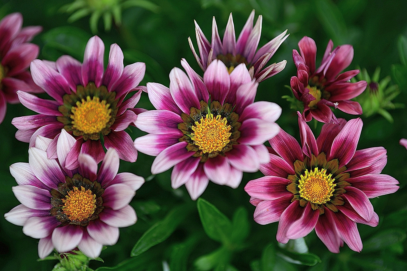 MIWOBLÜ, Halbstrauchgazanie, (Gazania)